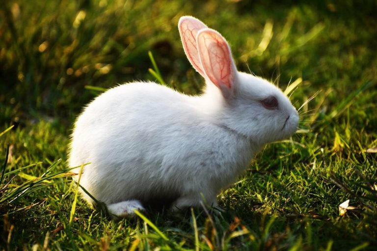 names that mean rabbit